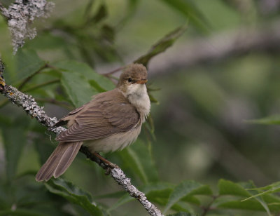 Krrsngare [Marsh Warbler] (IMG_1777)