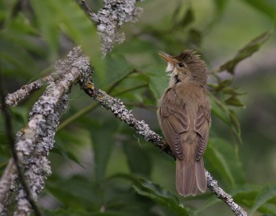 Krrsngare [Marsh Warbler] (IMG_1780)