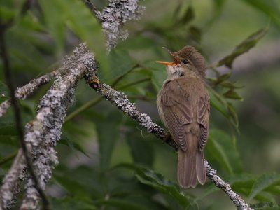 Krrsngare [Marsh Warbler] (IMG_1781)