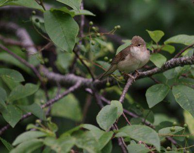 Krrsngare [Marsh Warbler] (IMG_1789)
