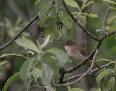 Krrsngare [Marsh Warbler] (IMG_1808)