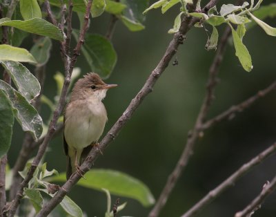 Krrsngare [Marsh Warbler] (IMG_1836)