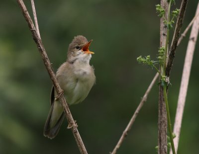 Krrsngare [Marsh Warbler] (IMG_1844)