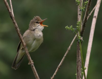 Krrsngare [Marsh Warbler] (IMG_1847)