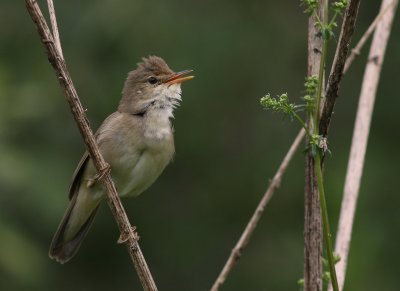 Krrsngare [Marsh Warbler] (IMG_1848)