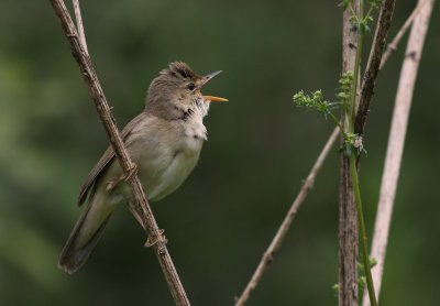 Krrsngare [Marsh Warbler] (IMG_1849)