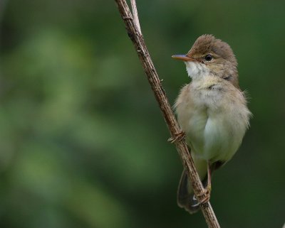 Krrsngare [Marsh Warbler] (IMG_1854)