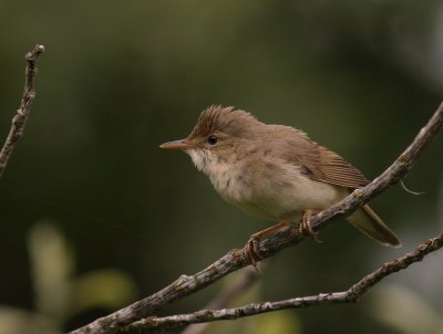 Krrsngare [Marsh Warbler] (IMG_1864)