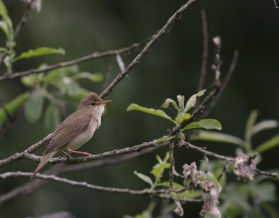Krrsngare [Marsh Warbler] (IMG_1872)