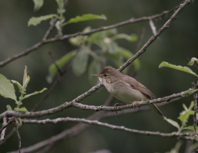 Krrsngare [Marsh Warbler] (IMG_1879)