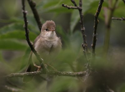 Krrsngare [Marsh Warbler] (IMG_1906-karrsang.jpg