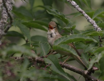 Krrsngare [Marsh Warbler] (IMG_1927)