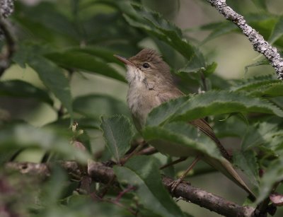 Krrsngare [Marsh Warbler] (IMG_1930)