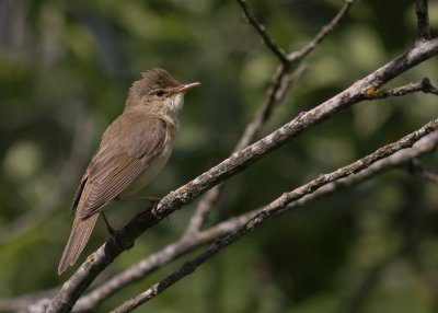 Krrsngare [Marsh Warbler] (IMG_1935)