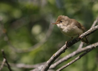 Krrsngare [Marsh Warbler] (IMG_1943)