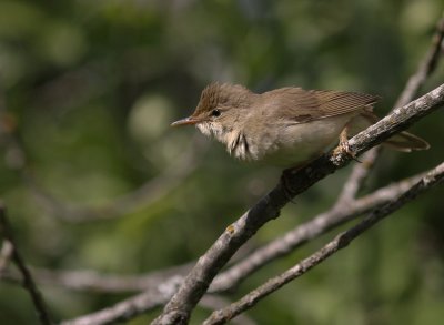 Krrsngare [Marsh Warbler] (IMG_1944)