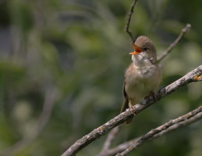 Krrsngare [Marsh Warbler] (IMG_1988)