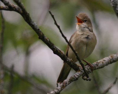 Krrsngare [Marsh Warbler] (IMG_2002)