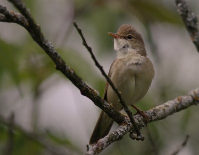 Krrsngare [Marsh Warbler] (IMG_2005)