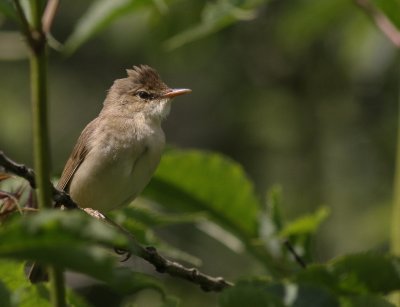 Krrsngare [Marsh Warbler] (IMG_2065)