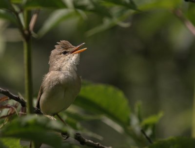 Krrsngare [Marsh Warbler] (IMG_2067)