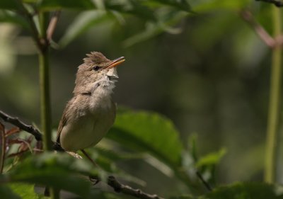 Krrsngare [Marsh Warbler] (IMG_2068)