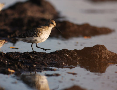 Krrsnppa  [Dunlin] (IMG_2773)