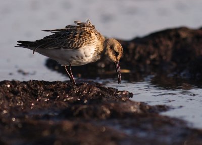 Krrsnppa  [Dunlin] (IMG_2791)
