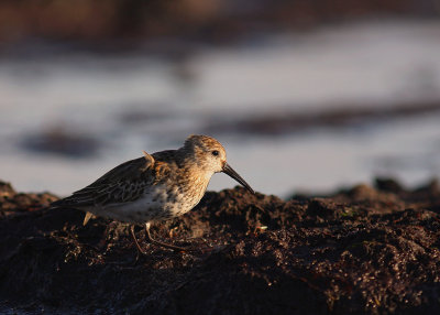 Krrsnppa  [Dunlin] (IMG_2805)