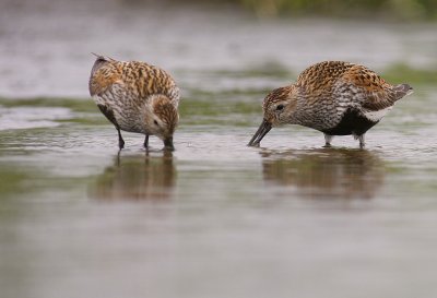 Krrsnppa  [Dunlin] (IMG_3335)