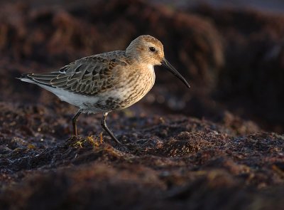 Krrsnppa  [Dunlin] (IMG_3662)