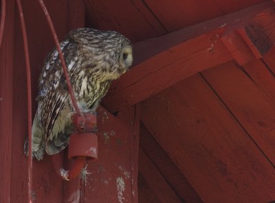 Kattuggla [Tawny Owl] (IMG_0036)