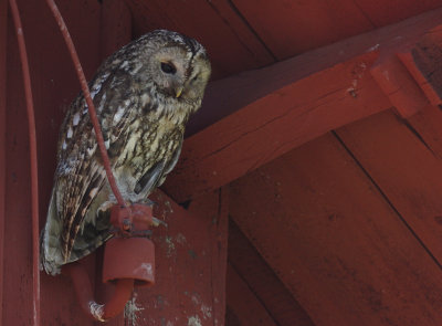 Kattuggla [Tawny Owl] (IMG_0075)