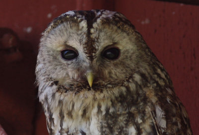 Kattuggla [Tawny Owl] (IMG_0085)
