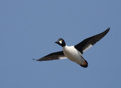 Knipa [Common Goldeneye] (IMG_3577)