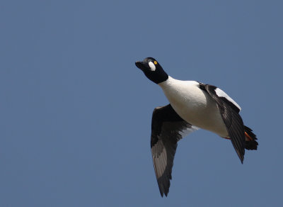 Knipa [Common Goldeneye] (IMG_3581)