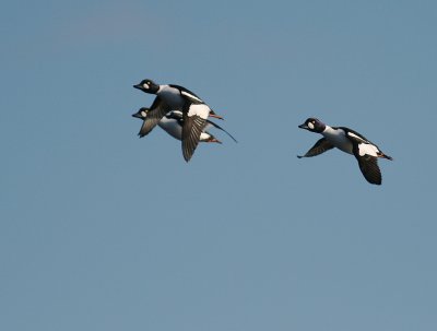 Knipa [Common Goldeneye] (IMG_5024)