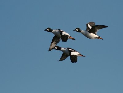 Knipa [Common Goldeneye] (IMG_5026)