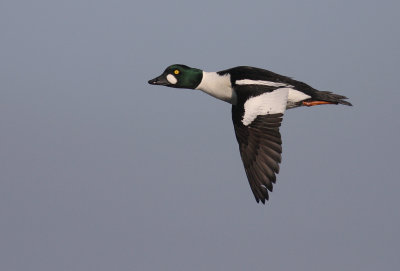 Knipa [Common Goldeneye] (IMG_5565)