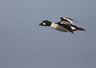 Knipa [Common Goldeneye] (IMG_5566)