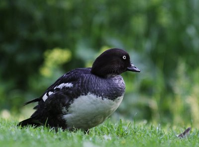 Knipa [Common Goldeneye] (IMG_5957)
