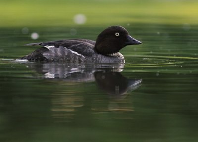 Knipa [Common Goldeneye] (IMG_6034)