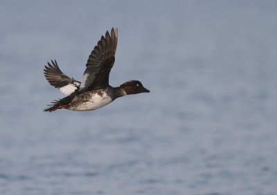 Knipa [Common Goldeneye] (IMG_6129)