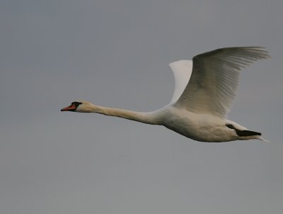 Knlsvan [Mute Swan] (IMG_1748)