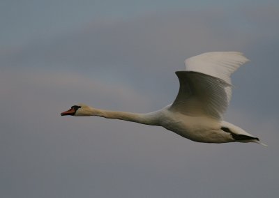 Knlsvan [Mute Swan] (IMG_1749)