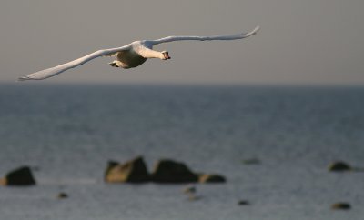 Knlsvan [Mute Swan] (IMG_1765)