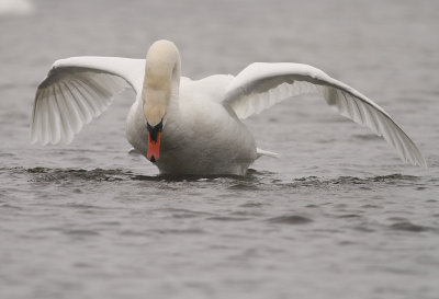 Knlsvan [Mute Swan] (IMG_3076)