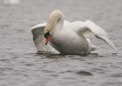 Knlsvan [Mute Swan] (IMG_3078)