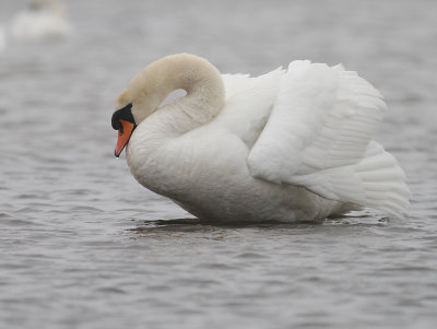 Knlsvan [Mute Swan] (IMG_3079)