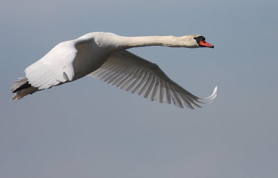 Knlsvan [Mute Swan] (IMG_4651)